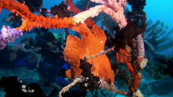 Pesce pescatore e subacqueo subacqueo sullo sfondo del sole riflessione fondo marino . — Video Stock