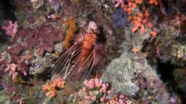 Simpor lionfish röd under vattnet på bakgrund av havsbotten i Maldiverna. — Stockvideo