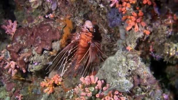 Scorfano pesce leone rosso sott'acqua sullo sfondo dei fondali delle Maldive . — Video Stock