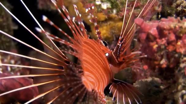 Simpor lionfish röd under vattnet på bakgrund av havsbotten i Maldiverna. — Stockvideo