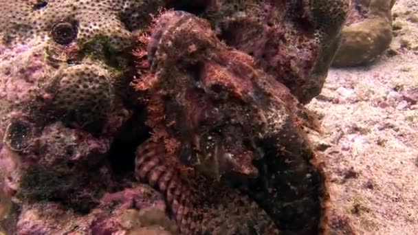 Maschere di pesce di pietra sott'acqua sui fondali marini delle Maldive . — Video Stock