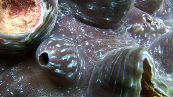 Tridakna Tridacna gigas sous l'eau sur les fonds marins aux Maldives . — Video