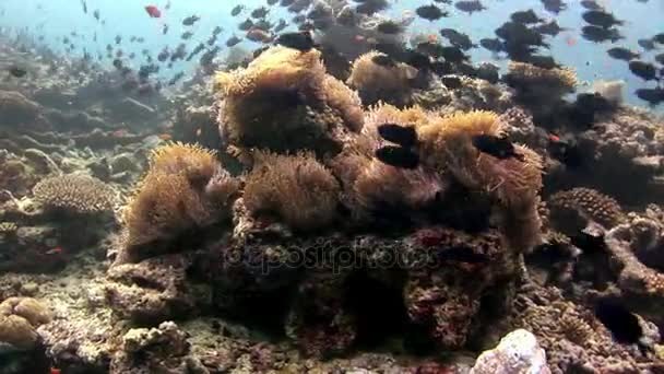 Escuela de peces bajo el agua sobre fondo de reflexión del lecho marino en Maldivas . — Vídeo de stock