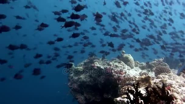 Fischschwärme unter Wasser im Hintergrund der reflektierenden Sonne auf den Malediven. — Stockvideo