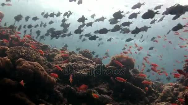 Fischschwärme unter Wasser im Hintergrund der reflektierenden Sonne auf den Malediven. — Stockvideo