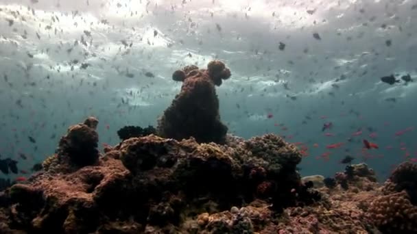 Hejno ryb pod vodou na pozadí odraz slunce mořského dna v Maledivách. — Stock video