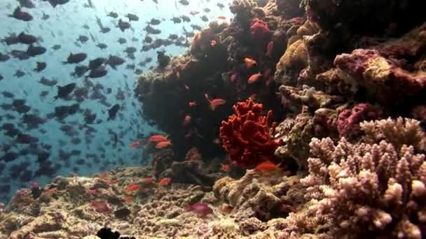 Школа рыб под водой на фоне отражающего солнечного моря на Мальдивах . — стоковое видео