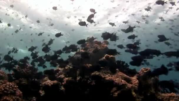 School van vissen onderwater op achtergrond van reflectie zon zeebodem in Maldiven. — Stockvideo