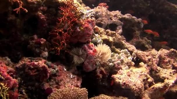 Ascidia bajo el agua sobre el fondo del fondo marino en Maldivas . — Vídeos de Stock