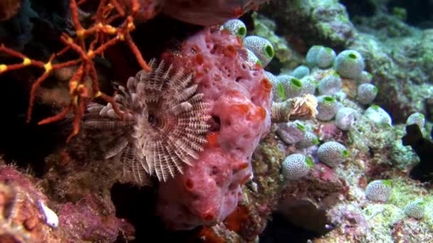 Ascidia pod vodou na pozadí z mořského dna v Maledivách. — Stock video