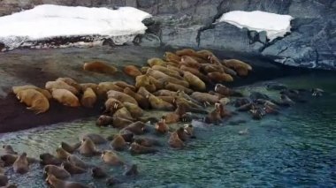 Morslar, Arktik Okyanusu aero görünümü üzerinde yeni dünya Rus kuzey sahilinde.