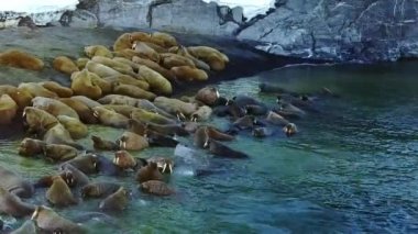 Morslar, Kuzey Buz Denizi benzersiz video aero profili yeni dünya üzerindeki sahilinde.