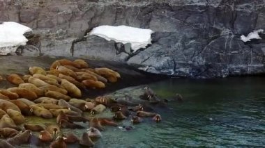 Morslar Arktik Okyanusu helikopter aero görünümünün New Earth Vaigach adada su.