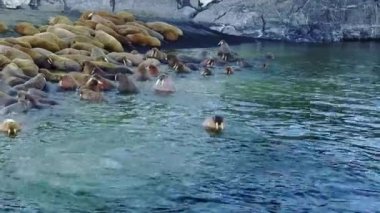 Rus Kuzey aero görünümü yeni dünya Vaigach Adası'nın vahşi doğada walruses.