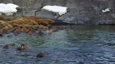 Rus Kuzey aero görünümü yeni dünya Vaigach Adası'nın vahşi doğada walruses.