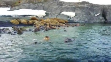 Morslar kıyıları ve su yeni dünya üzerindeki Arktik Okyanusu aero görünümünün.