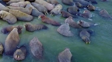 Şaşırtıcı walruses oncoast ve su yeni dünya üzerindeki Arktik Okyanusu aero görünümünün.