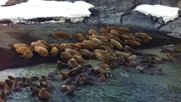 Моржи на берегу Северного Ледовитого океана с видом на остров Вайгач . — стоковое видео