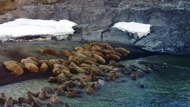 Walruses on shores of Arctic Ocean aero view on New Earth Russian North. — Stock Video