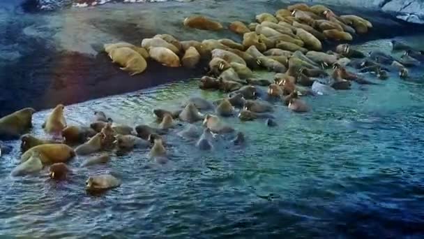 Utfodring bas av valrossar aero syn på New Earth Vaigach Island. — Stockvideo