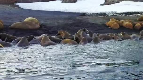 Walrosse vor dem Hintergrund der Wildnis des arktischen Ozeans Blick auf die neue Erde. — Stockvideo