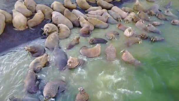 Walruses on shores and water of Arctic Ocean aero view on New Earth. — Stock Video
