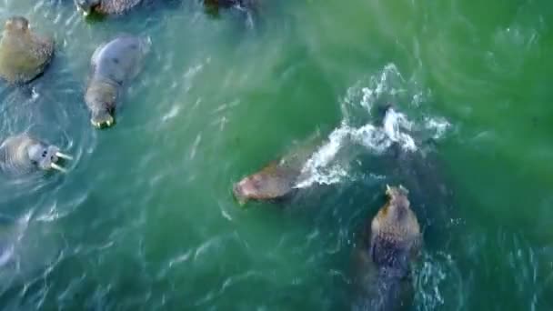 Walrosse ruhen sich an der Küste und im Wasser des arktischen Ozeans aus und blicken auf die neue Erde. — Stockvideo