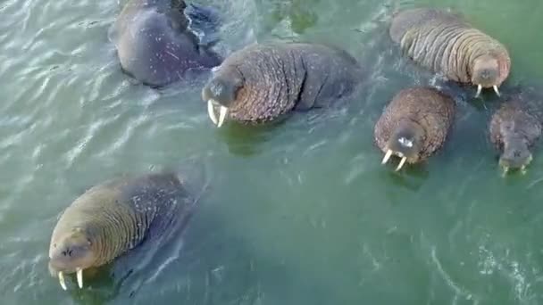 Relax of walruses on fodder base of Arctic Ocean copter aero view on New Earth. — Stock Video