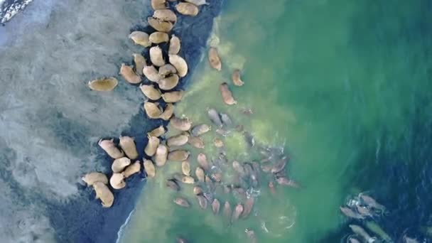 Rozmár pinniped emlősök, a Jeges-tenger aero nézet új föld víz.