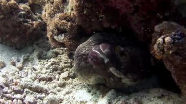 Arayışı içinde gıda şaşırtıcı deniz dibinin Maldivler sualtı maskeli ahtapot poulpe.