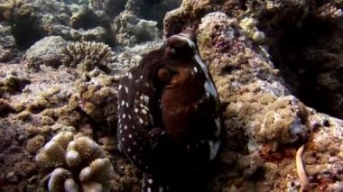 Arayışı içinde gıda şaşırtıcı deniz dibinin Maldivler sualtı maskeli ahtapot poulpe.