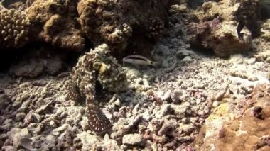 Sualtı Maldivler muhteşem deniz dibinin arka plan üzerinde maskeli ahtapot poulpe.