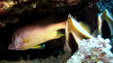 Yansıma güneş deniz dibinin Maldivler arka plan üzerinde su altında balık sürüsü.