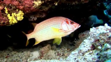 Yansıma güneş deniz dibinin Maldivler arka plan üzerinde su altında balık sürüsü.