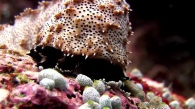 Deniz hıyarı sualtı Maldivler muhteşem deniz dibinin arka plan üzerinde.