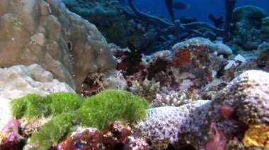 Doğal deniz akvaryumunun arka planında sıradışı bir deniz yatağı var..