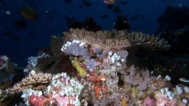 Manzara in doğal akvaryum arka plan üzerinde benzersiz açık temiz deniz dibinin.