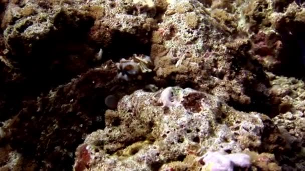 Octopus poulpe mascarado subaquático em busca de alimentos incrível fundo marinho em Maldivas . — Vídeo de Stock