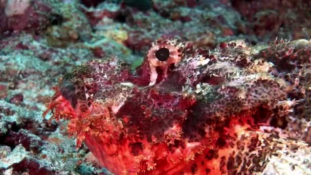Pez león Pez escorpión venenoso rojo brillante bajo el agua en el fondo marino en Maldivas . — Vídeos de Stock
