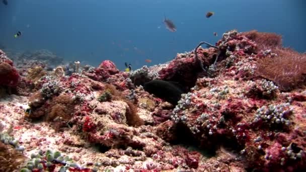 Moray anguila y anémona actinia con peces payaso bajo el agua en el fondo del mar . — Vídeos de Stock