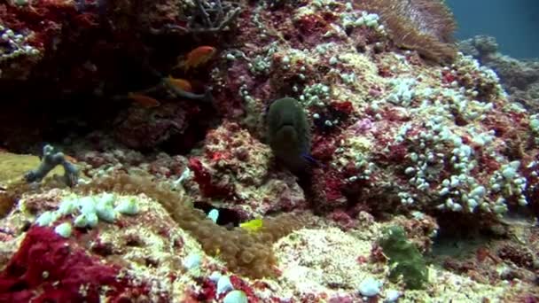 Deniz yatağı üzerinde suyun altında palyaço balığı ile Moray yılan balığı ve anemon actinia. — Stok video