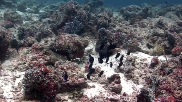 Escuela de peces bajo el agua en el fondo de los fondos marinos increíbles en Maldivas . — Vídeos de Stock