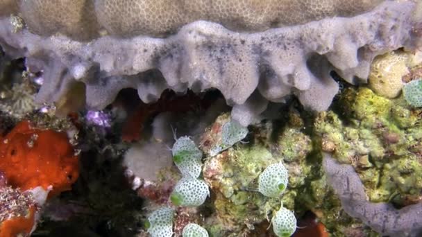 Inusual fondo marino único sobre fondo de paisaje de acuario marino natural. — Vídeo de stock