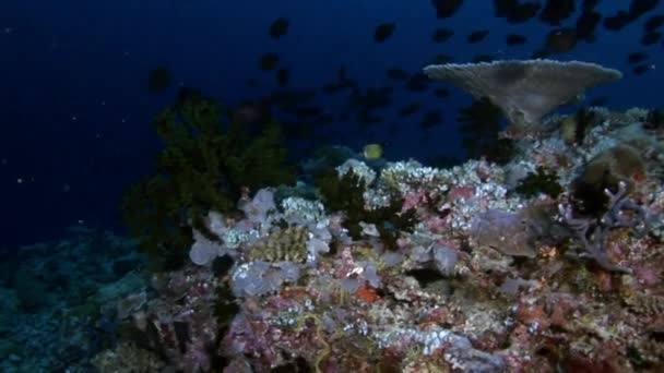 Unika klart ren havsbotten på bakgrund av landskap av naturliga akvarium. — Stockvideo