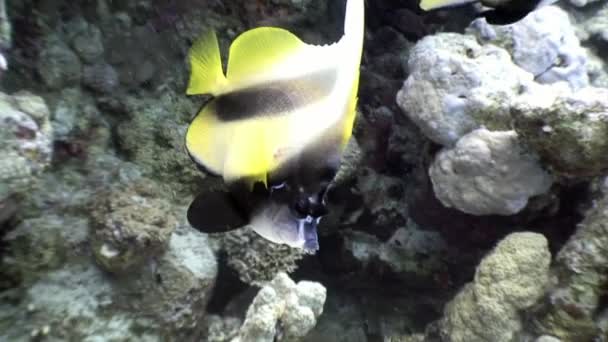 Unieke gestreepte gele vis op onderwater zeebodem van natuurlijke zeeaquarium. — Stockvideo