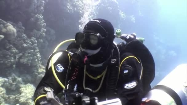 Дайвери плавання вивчити корабельної аварії Салем Express глибоко під водою. — стокове відео