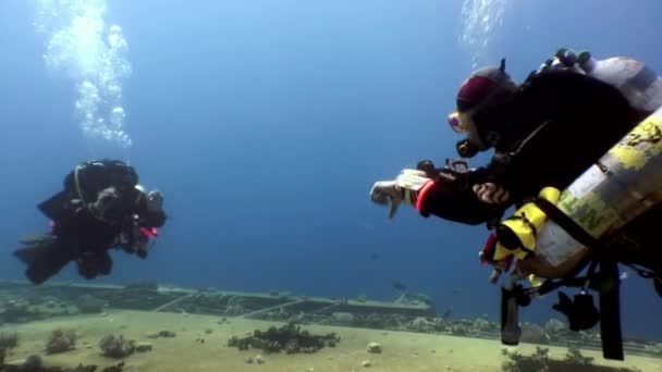 Penyelam skuba berenang menjelajahi bangkai kapal Salem Ekspres jauh di bawah air . — Stok Video