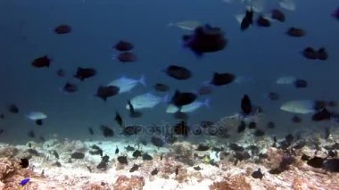 Balık ve ton balığı arka plan yansıması Sun Maldivler sualtı Okulu.