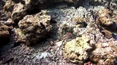 Sualtı Maldivler muhteşem deniz dibinin arka plan üzerinde maskeli ahtapot poulpe.