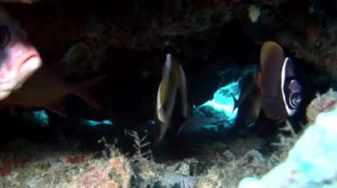 Yansıma güneş deniz dibinin Maldivler arka plan üzerinde su altında balık sürüsü.